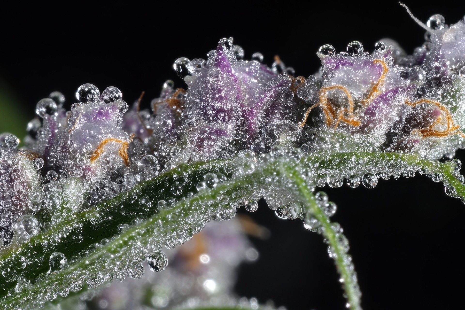Close-up of cannabis trichomes where terpenes, cannabinoids, and aromatic oils are produced